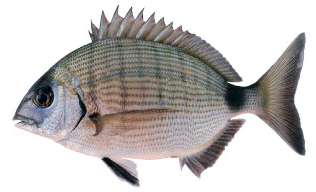 Diplodus sargus_09.jpg